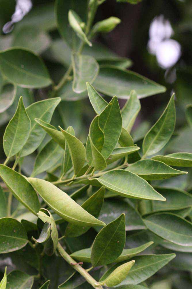              Sun leaves (Riverside, CA)       